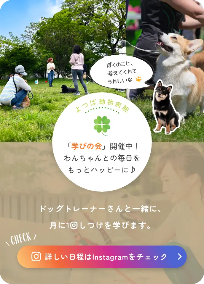よつば動物病院 「学びの会」開催中！わんちゃんとの毎日をもっとハッピーに♪